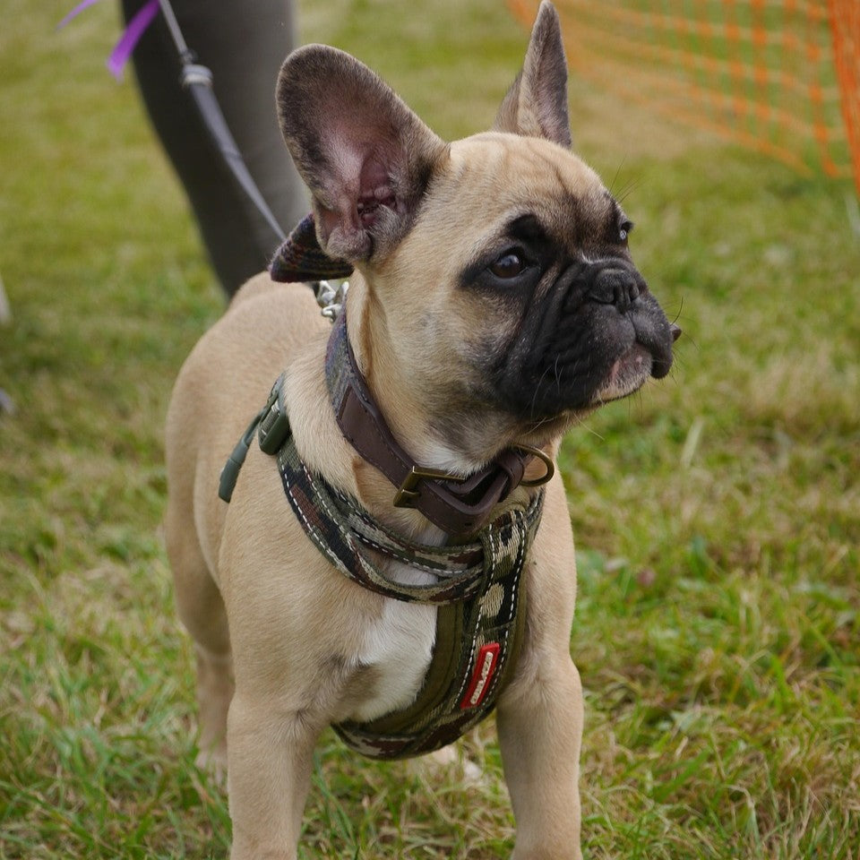 Trending Pet Products